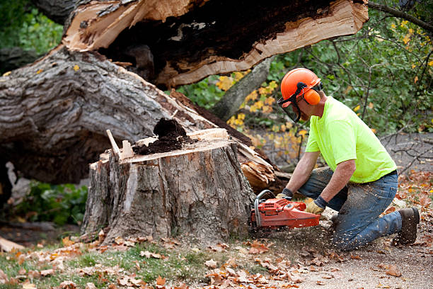 Best Tree Health Inspection  in Kennesaw State University, GA