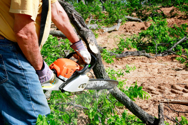 Best Palm Tree Trimming  in Kennesaw State University, GA